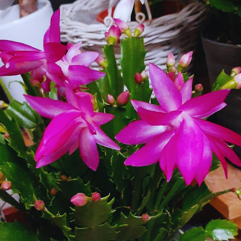 Pink Christmas Cactus Plant Live Christmas Cactus, Holiday Cactus Live Plant Pot, Houseplant, 5 to 7 Inc Tall