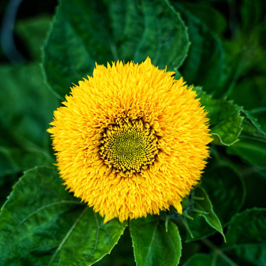 150 Sunflower Seeds for Planting, Double Yellow Sunflower Seed, Flower Plant Garden