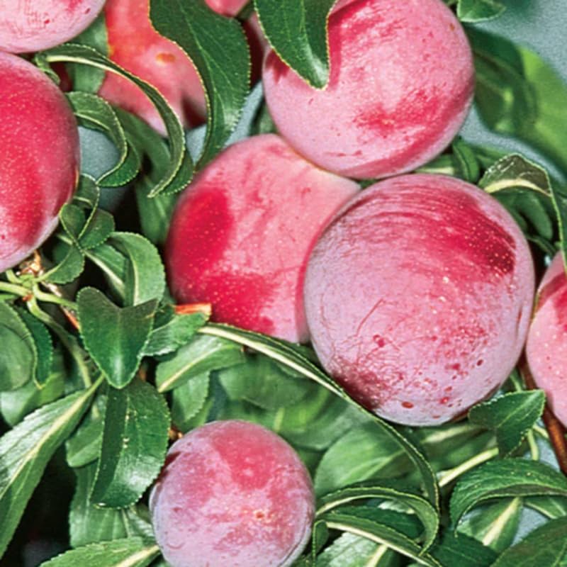 4 Chickasaw Plum Trees Live Plants for Planting, Bare Root, Dormant Cold Hardy, Live Plum Tree, No CA, 10-20 Inches Tall