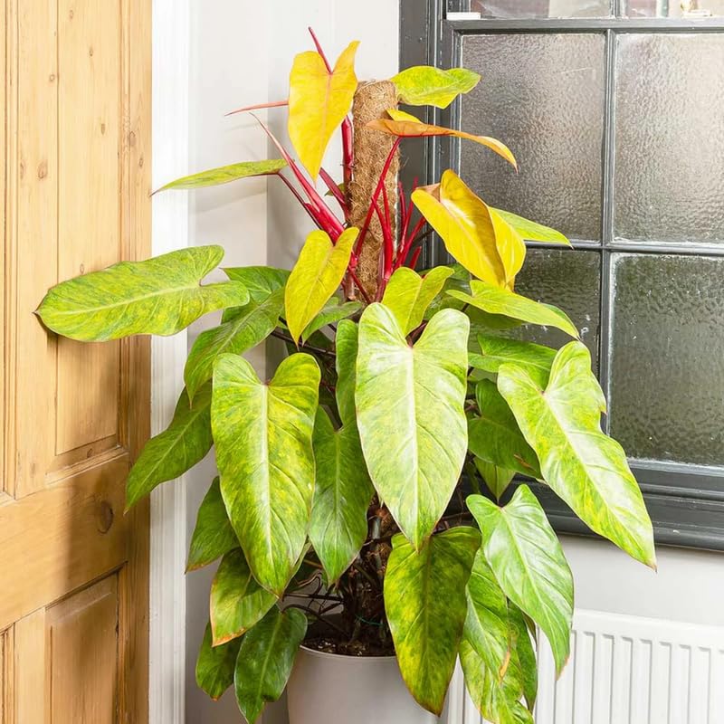 2 Rare Philodendron Live Plants Varieties Collection, Philodendrons Plants Size 5-9 Inc for Indoor Houseplant Décor, Ornamental Tropical Well-Rooted (Lady Philodendron Plants)