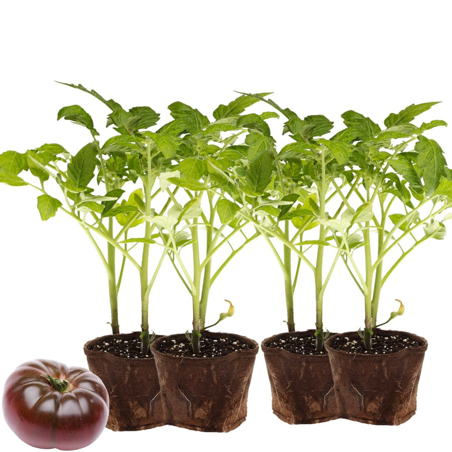 Lot 4 Tomato Plants Live for Planting Outdoors, Large and Juicy Tomatoes, Well Rooted, 6 to 8 Inch - Cherokee Purple Tomato