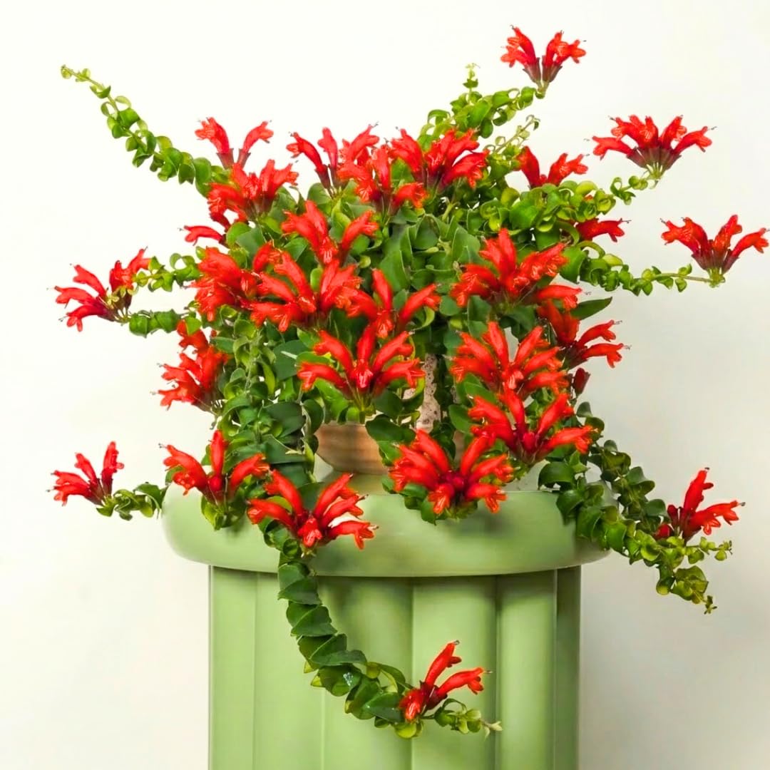 Aeschynanthus Curly Lipstick Plant Live, Starter Vine for Hanging Baskets Twisting Leaf Houseplant in 3-Inch Pot for Indoor Year-Round Planting