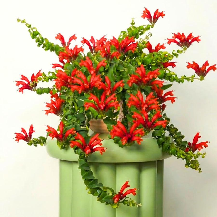 Aeschynanthus Curly Lipstick Plant Live, Starter Vine for Hanging Baskets Twisting Leaf Houseplant in 3-Inch Pot for Indoor Year-Round Planting