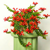 Well-Rooted Curly Lipstick Plant Live for Indoor Hanging Baskets, Aeschynanthus Twisted Lipstick Houseplant in 4" Pot, Lipstick Live Plants