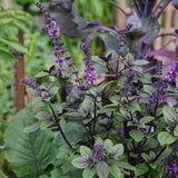 African Blue Basil Plant, Perennial Basil Plant Live, 4-6" Fragrant Leaves Live Herb Plants Potted for Planting in Container, Home Garden