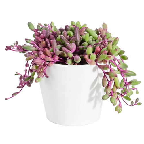 Live Othonna Capensis Ruby Necklace Plant, Ruby Necklace Succulent Plant in 2 Inch Pot for Indoors or Outdoor Garden