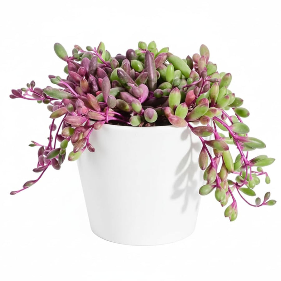 Live Othonna Capensis Ruby Necklace Plant, Ruby Necklace Succulent Plant in 2 Inch Pot for Indoors or Outdoor Garden