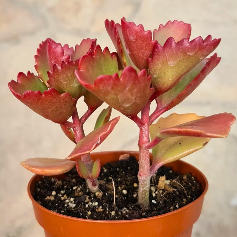 Kalanchoe Plant Live, Mother of Thousands Live Plant in 2" Pot, Rare Succulent Indoor Houseplant (Red Kalanchoe)