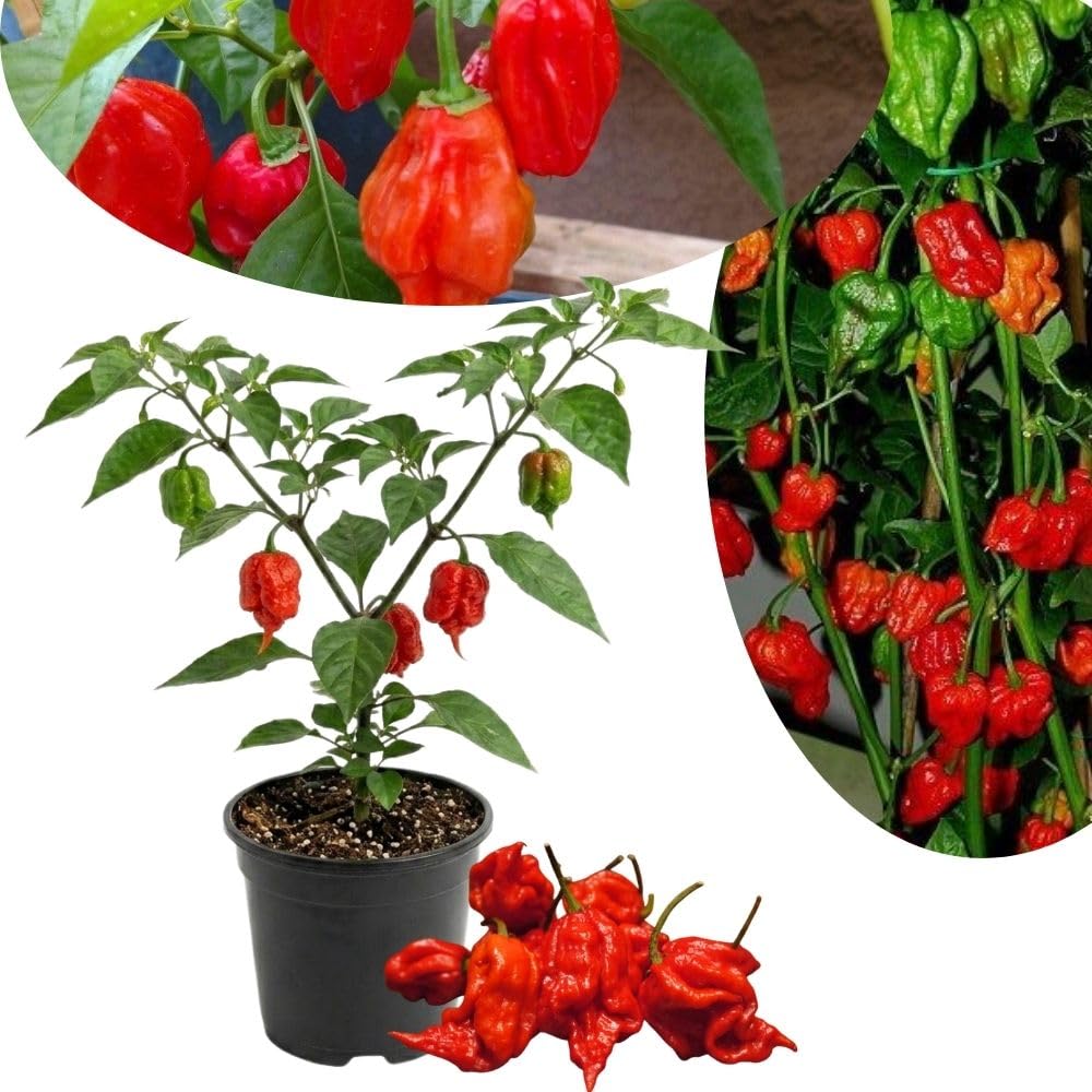 Red Carolina Reaper Chili Pepper Plant 3-6 Inch, Hot Pepper Plants for Garden Planting, Indoor or Outdoor Growing, 4 Inch Pot Plant