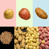 2 Lbs Mixed Potato Tubers High Yielding for Outdoor Planting,Vegetables Potatoes Plants Bulbs Seeds, Heirloom Seed Potato Live Tuber: Purple, Yellow, Red