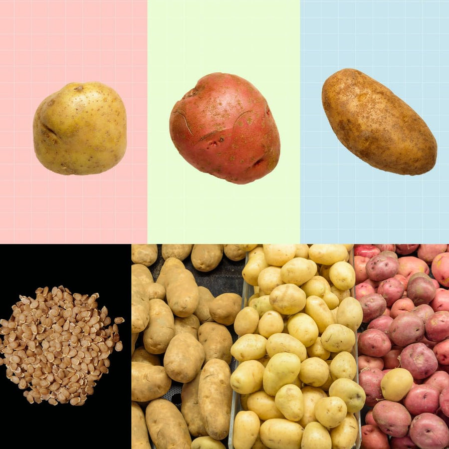 2 Lbs Mixed Potato Tubers High Yielding for Outdoor Planting,Vegetables Potatoes Plants Bulbs Seeds, Heirloom Seed Potato Live Tuber: Purple, Yellow, Red