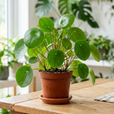 Live Money Plant - 4" Pot Pilea Peperomioides Live Houseplant, Money Plant Indoor Plant, Easy Care Decorative House Plant