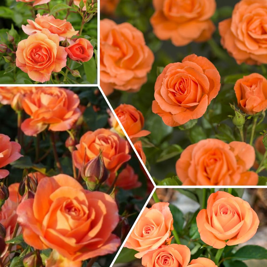Miniature Rose Plant, Live 3.5” Potted Rose, Compact, Colorful Flowering Rose Bush for Indoor Outdoor Gardens (Orange)
