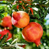 Pomegranate Plant Live, 8-10 Inches Tall in 4 Inch Pot, Hardy Fruit Tree for Outdoor or Container Growing