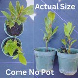Bay Leaf Tree Live Plant, Sweet Bay Tree Laurel Trees, Laurus Nobilis, Well Rooted Plant Live, 4 to 8 Inc Tall
