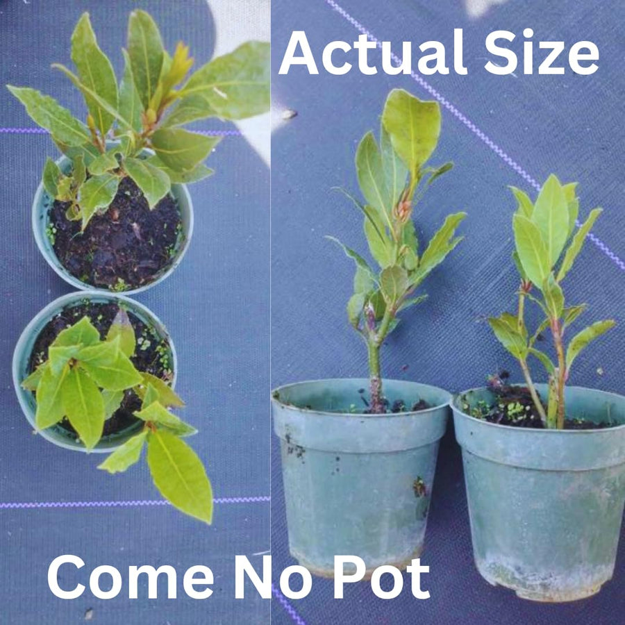 Bay Leaf Tree Live Plant, Sweet Bay Tree Laurel Trees, Laurus Nobilis, Well Rooted Plant Live, 4 to 8 Inc Tall
