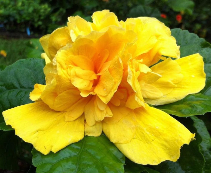 Hibiscus Flower Plant, Hibiscus Plants Live, Tropical Hibiscus Plant, Double Gold, Zone 10 to 12, Size 5 to 7 Inch Tall