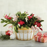 Mix Red and White Christmas Cactus, Holiday Cactus, Live Flowering Succulent Plant, 6 Inch Pot for Indoor or Outdoor Growing