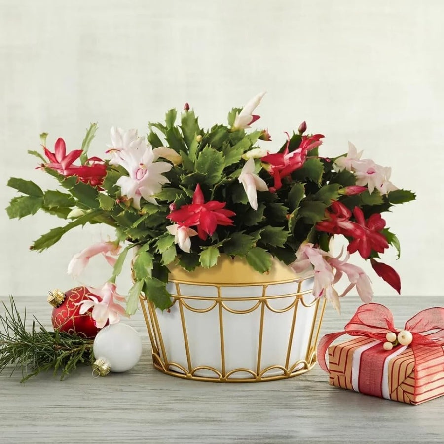Mix Red and White Christmas Cactus, Holiday Cactus, Live Flowering Succulent Plant, 6 Inch Pot for Indoor or Outdoor Growing
