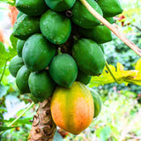 Tropical Papaya Tree Live Plant, 5-10” Tall Well-Rooted Fruit Plant in 4 Inch Pot, Easy to Grow Indoors or Outdoors