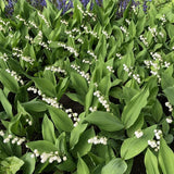 Set of 6 Lily of the Valley Plants Live, 4-7" Tall, Bareroot, Lily of the Valley Plant, Fragrant Flowering Perennials for Garden