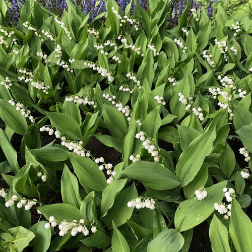 Set of 6 Lily of the Valley Plants Live, 4-7" Tall, Bareroot, Lily of the Valley Plant, Fragrant Flowering Perennials for Garden