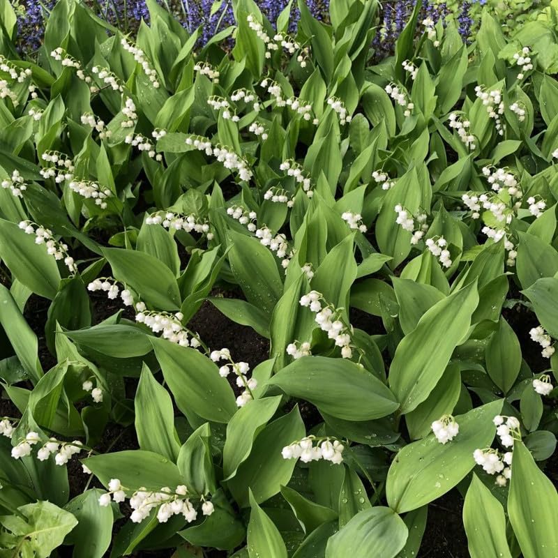 Set of 6 Lily of the Valley Plants Live, 4-7" Tall, Bareroot, Lily of the Valley Plant, Fragrant Flowering Perennials for Garden