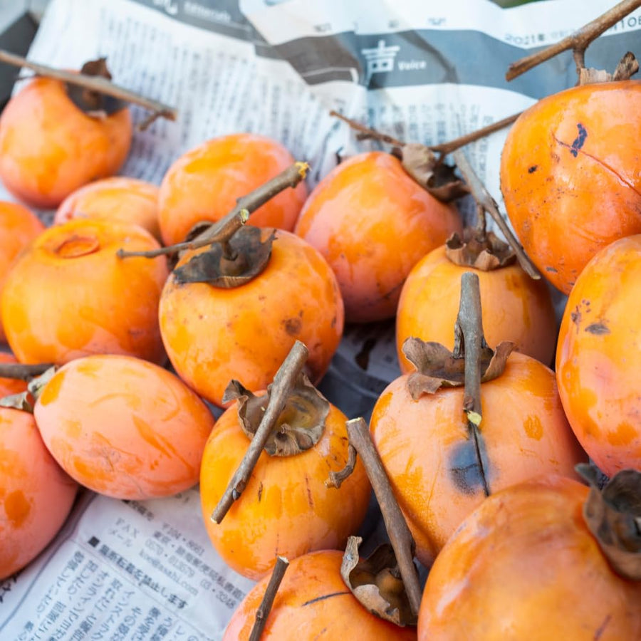 Sweet Persimmon Live Tree for Planting, Edible Fruit Plant for Backyard Garden, Cold-Hardy Fruit Tree 6-12'' Tall