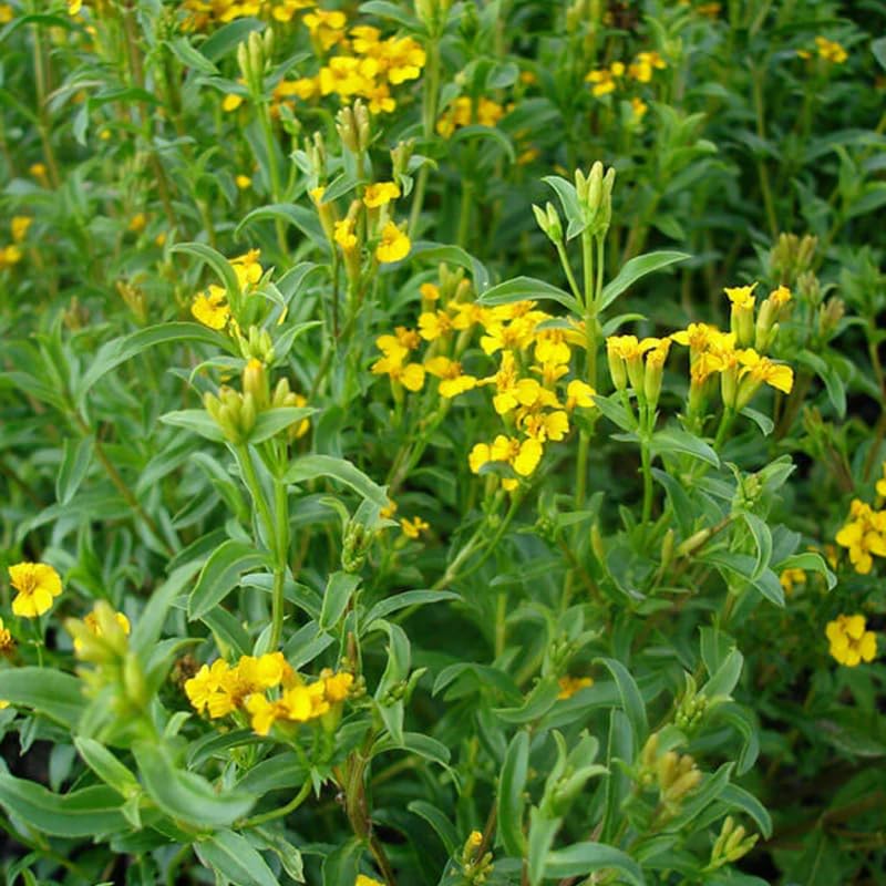 Set 2 Tarragon Plants Live, Tarragon Mint Plant for Planting 4-8 Inches, Herb for Growing Outdoor