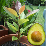 Avocado Tree Live Plant, Green Avocados Trees for Planting Outside, 14-20" in Tall, Zones 9-11, No CA