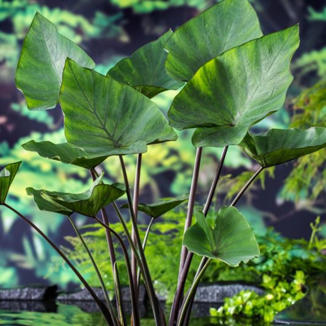 3 Colocasia Plants Live, Elephant Ear Caladium Esculenta Plants, 5 to 8 Inc Tall (Tea Cup)