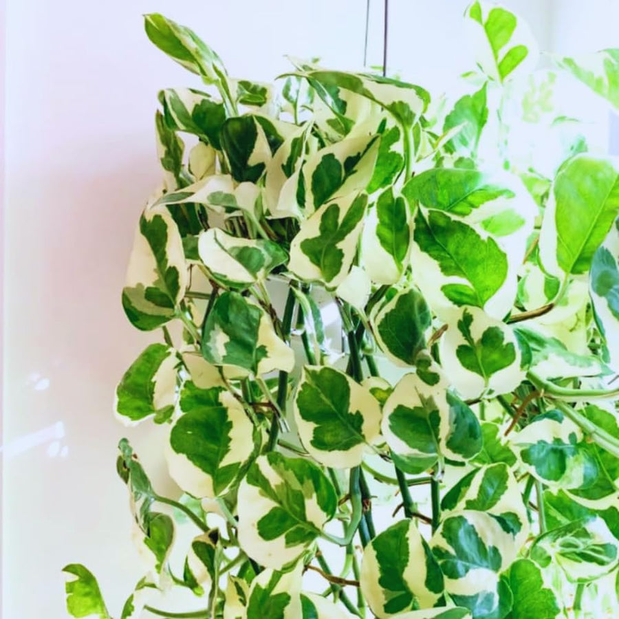 2 Pothos Live Plants, Live Pothos Plant, 3 to 5 Inc Tall, Indoor House Plants Outdoor (Variegated)