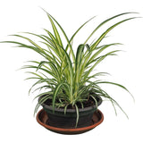 Curly Spider Plant Live, Variegated Spider Plant, 5-7 Inches Tall for Planting