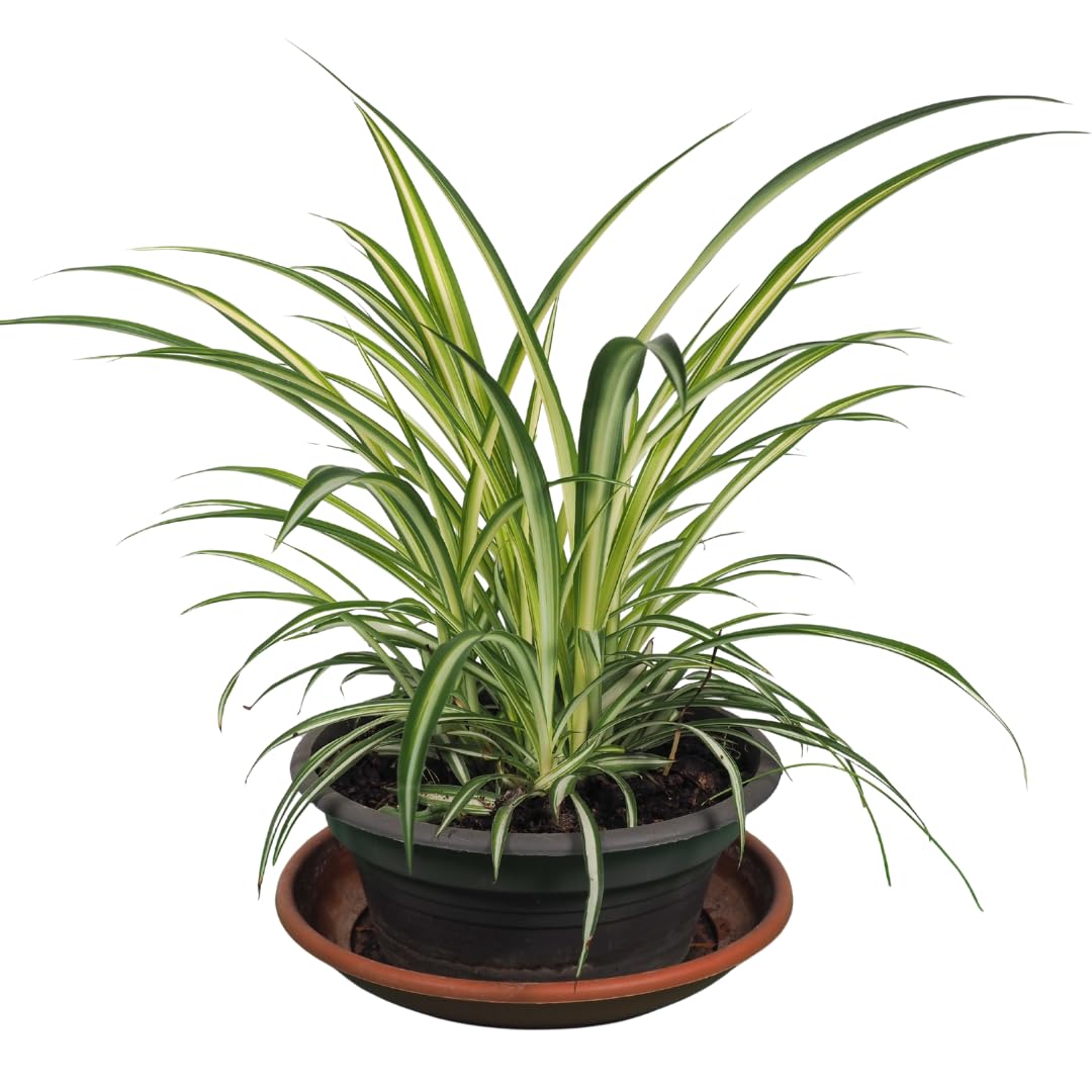 Curly Spider Plant Live, Variegated Spider Plant, 5-7 Inches Tall for Planting