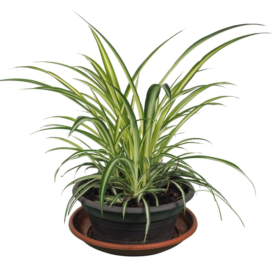 Curly Spider Plant Live, Variegated Spider Plant, 5-7 Inches Tall for Planting