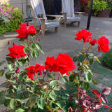 Climbing Bush Roses for Garden, Fragrant and Hardy Rose Plants for Outdoor Planting, No Pot, 3 to 7 Inc Tall Starter Plant Well-Rooted, Bright Red Blooms