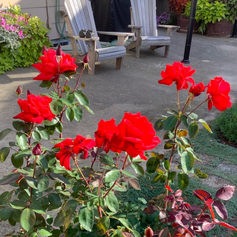 Climbing Bush Roses for Garden, Fragrant and Hardy Rose Plants for Outdoor Planting, No Pot, 3 to 7 Inc Tall Starter Plant Well-Rooted, Bright Red Blooms