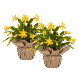 Set 2 Christmas Cactus Plants Live, Hanging Baskets Houseplants, Holiday Cactus Indoor Plants Live Well-Rooted 4-9" Tall, No Pot (Yellow)