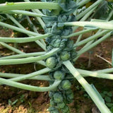 250+ Brussels Sprouts Seeds, Garden Seeds for Backyard Planting, Suitable for Outdoor Growing Conditions