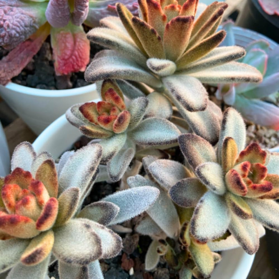 Kalanchoe Live Plant, Kalanchoe Mother of Thousands, Variegated Succulent Houseplant Indoor, 2 Inch Pot (Chocolate)