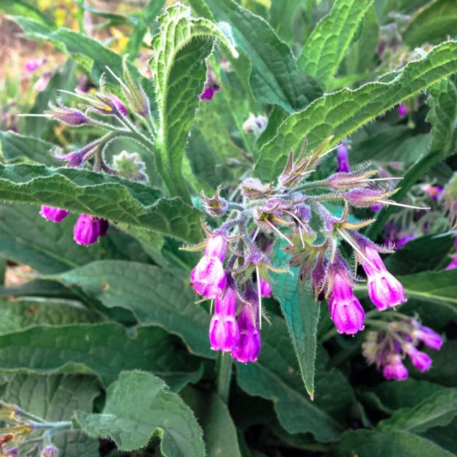 15 Comfrey Roots for Planting, Comfrey Live Roots, 3–6 Inch Size, Fast Growing Perennial Herb