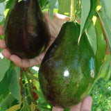 Avocado Tree Live Plant, 3 Feet Avocado Tree, Cold Hardy Purple Avocado for Outdoor Planting and Home Orchard