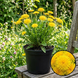 Yellow Dandelion Plants Live, Live Dandelion Plant, 4-6 Inc Tall, Easy Growing Flower for Container, Backyard, Outdoor Garden