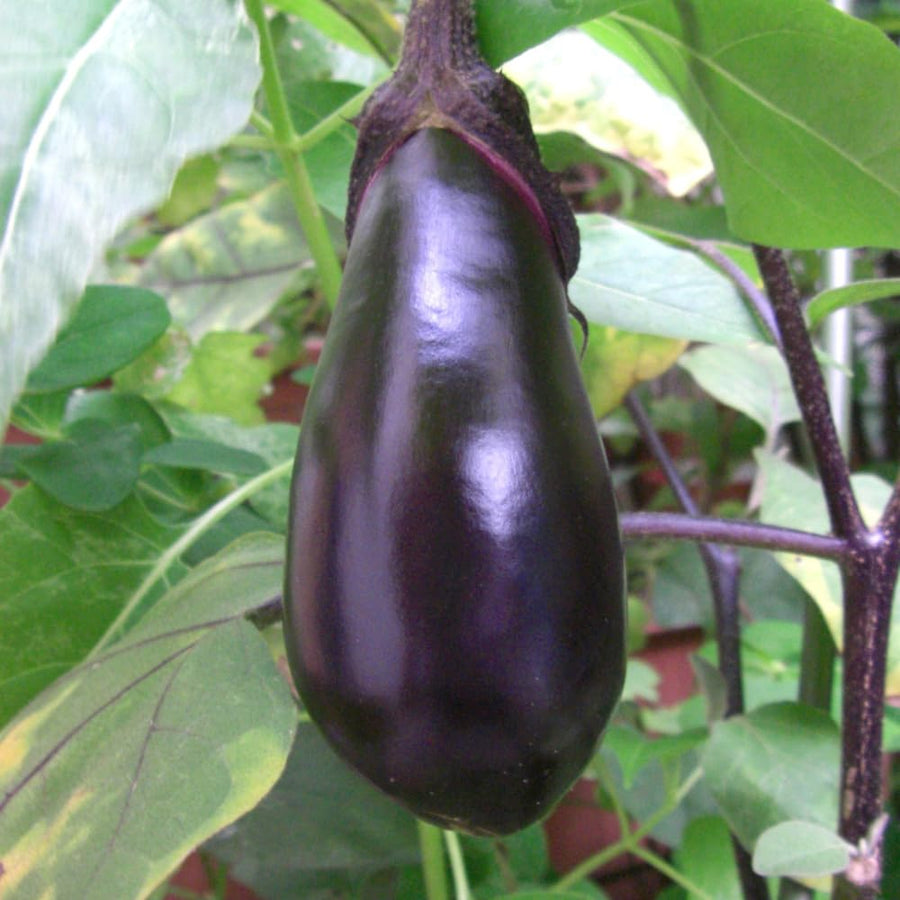 100 Black Eggplant Seeds for Planting, Eggplants Seeds, Vegetable Plant Garden