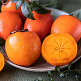 2 American Persimmon Trees Live Plants Seedlings, 1 Year Old, 7 to 14 Inches Tall, Dormant in Winter, Persimmon Fruit Tree, Cold Hardy