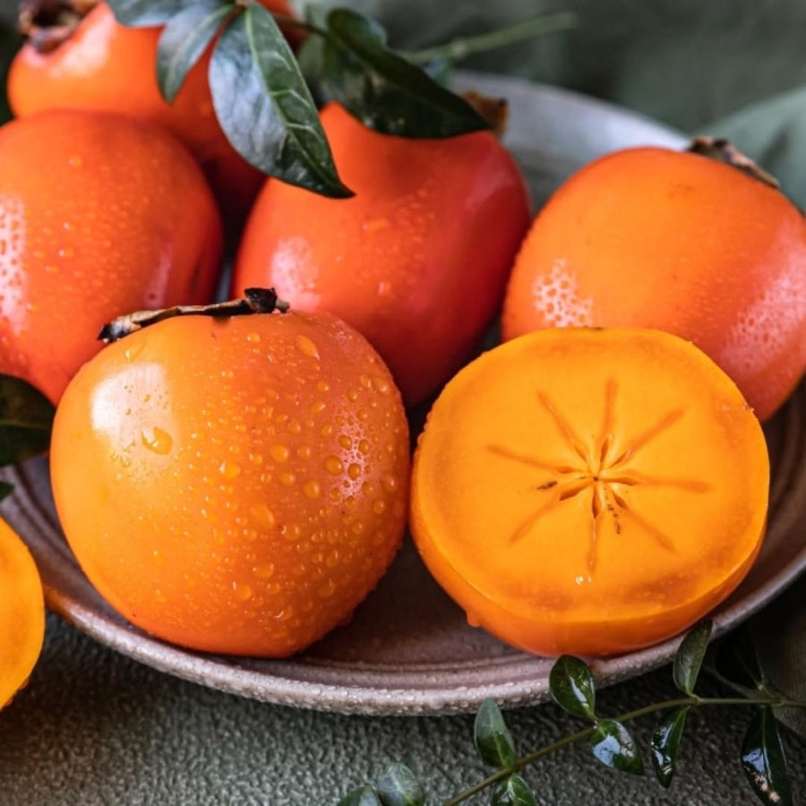 2 American Persimmon Trees Live Plants Seedlings, 1 Year Old, 7 to 14 Inches Tall, Dormant in Winter, Persimmon Fruit Tree, Cold Hardy