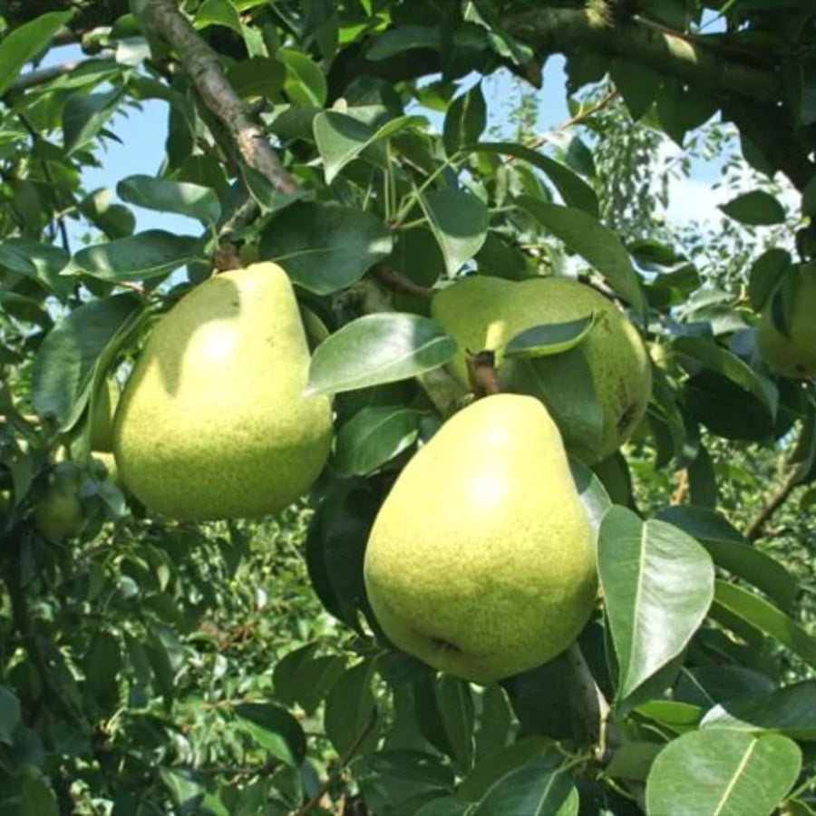 Pear Tree Live Plant, Pear Plant Tree, 2 to 3 Feet Tall, Pear Live Plant, Sweet Fruit Plant
