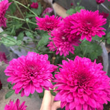 2 Purple Chrysanthemum Plants Live, 5 to 7 Inc in Height, Mums Plants Live, Mum Live Plant Gardening Outdoor or Indoor