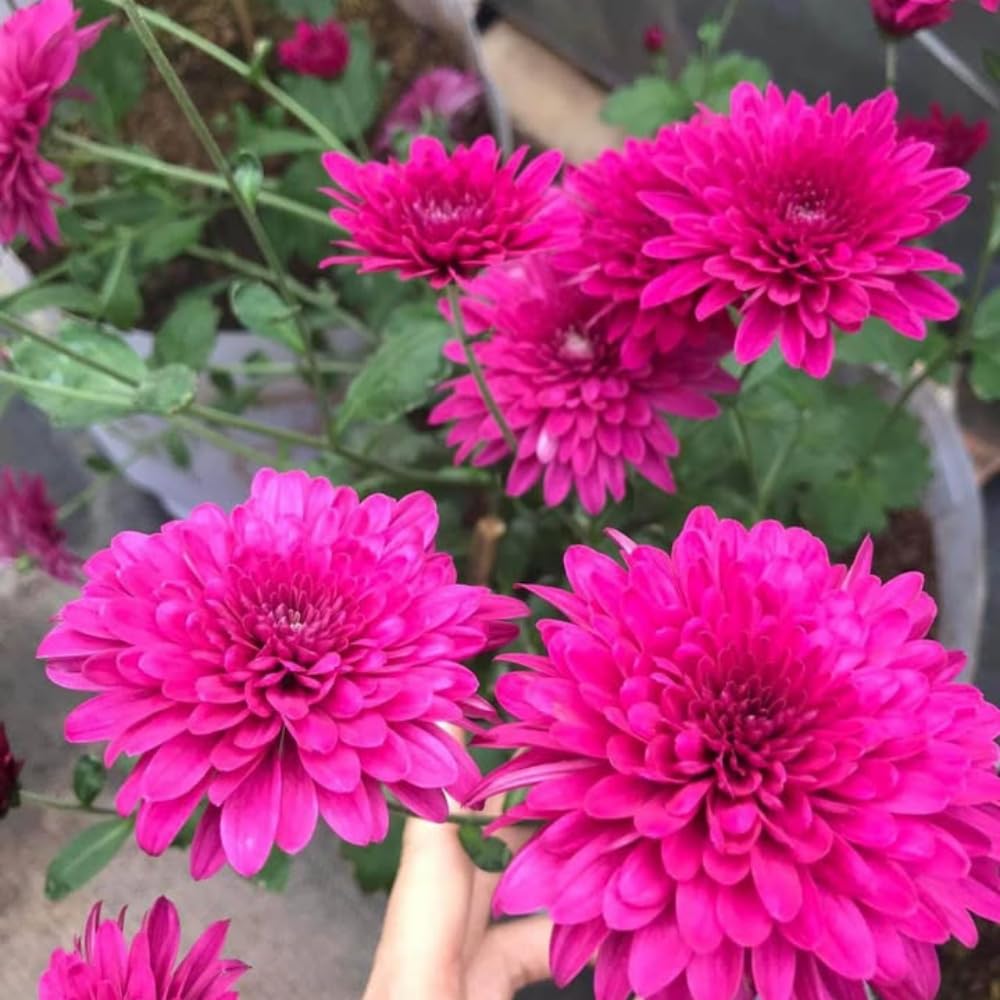 2 Purple Chrysanthemum Plants Live, 5 to 7 Inc in Height, Mums Plants Live, Mum Live Plant Gardening Outdoor or Indoor