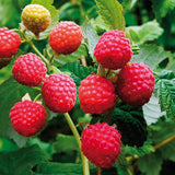 Red Raspberry Plant Live for Planting, Potted 18-26 Inch Tall, Raspberry Bushes Live Plant, Medium Raspberry Fruit Trees